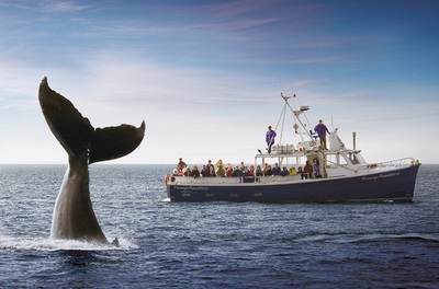 加拿大海洋三省超值深度观鲸5日游-周周出发